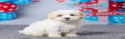 Maltipoo dogs for sale: Hazel - Ad 3