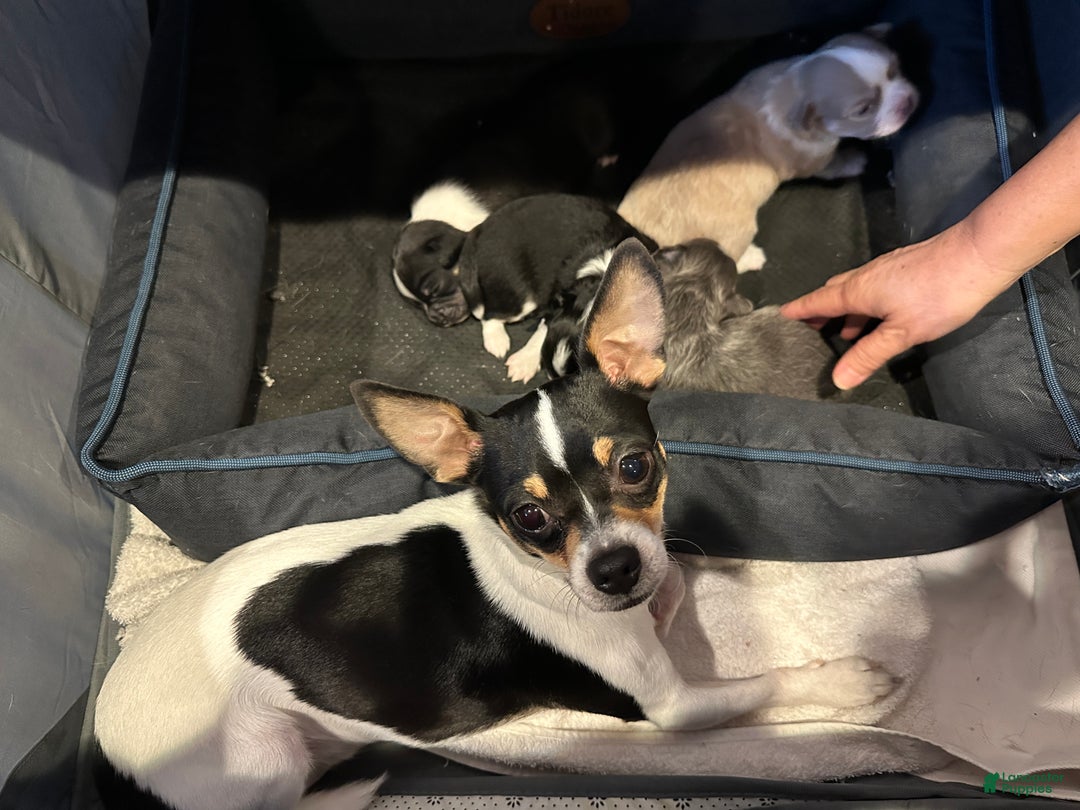 Chihuahua dogs for sale: Onyx - Ad 4