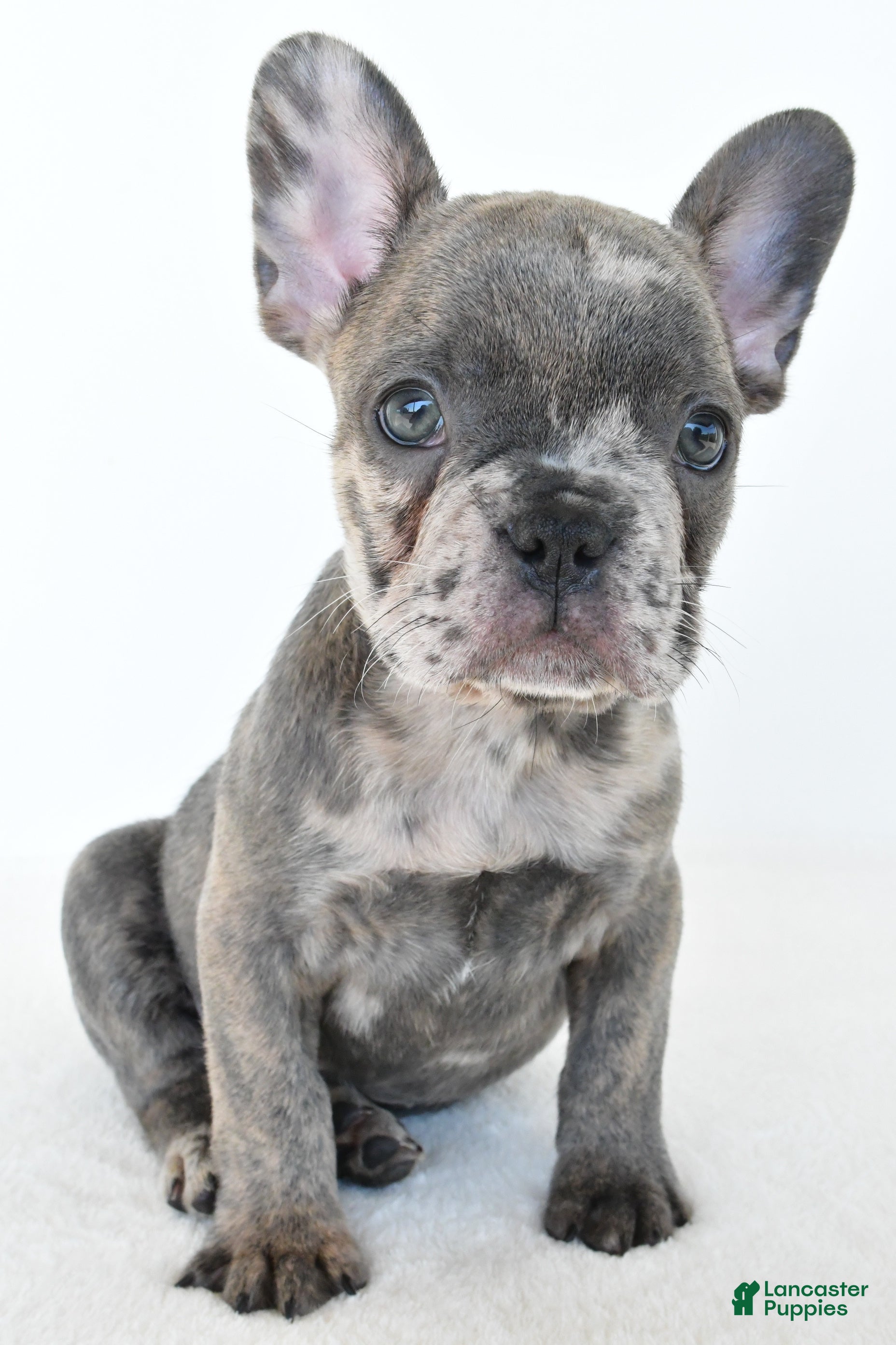 French Bulldog dogs Bennett - Ad 2