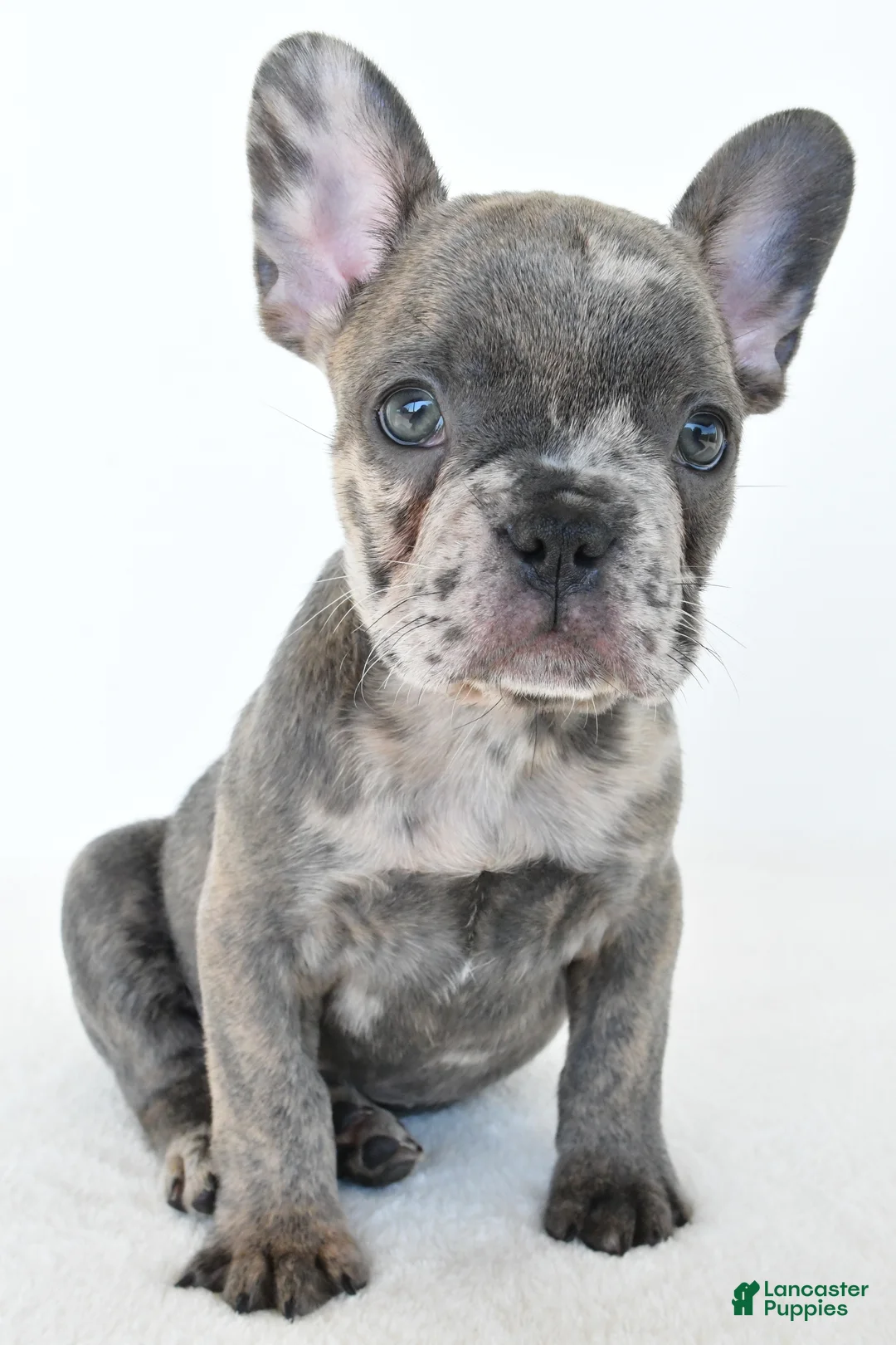 French Bulldog dogs for sale: Bennett - Ad 2