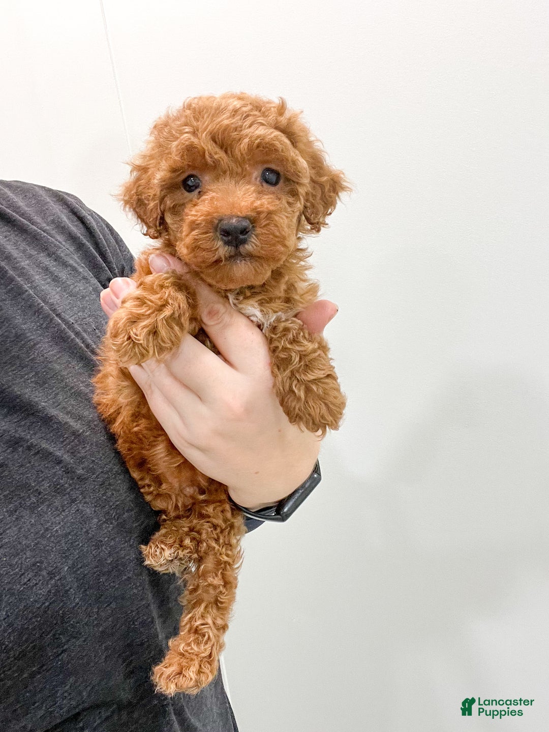 Toy Poodle dogs for sale: Hunter - Ad 7