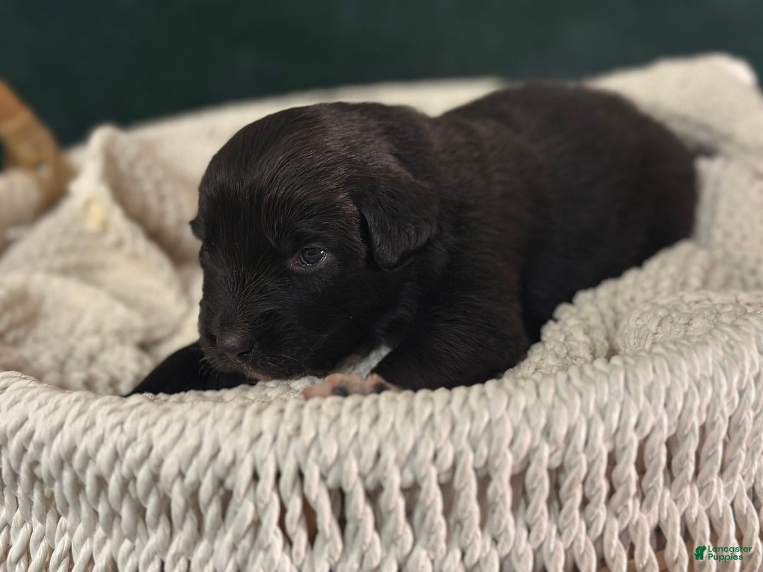 Australian Shepherd dogs for sale: Black Tri Female (Salem) - Ad 8