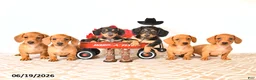 Miniature Dachshund dogs for sale: Shawn  - Ad 5