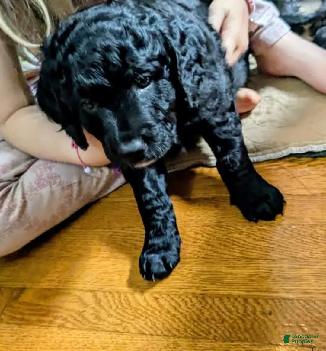 Mixed Breed dogs for sale: Mini Golden Bernedoodle- Cornelius - Ad 2