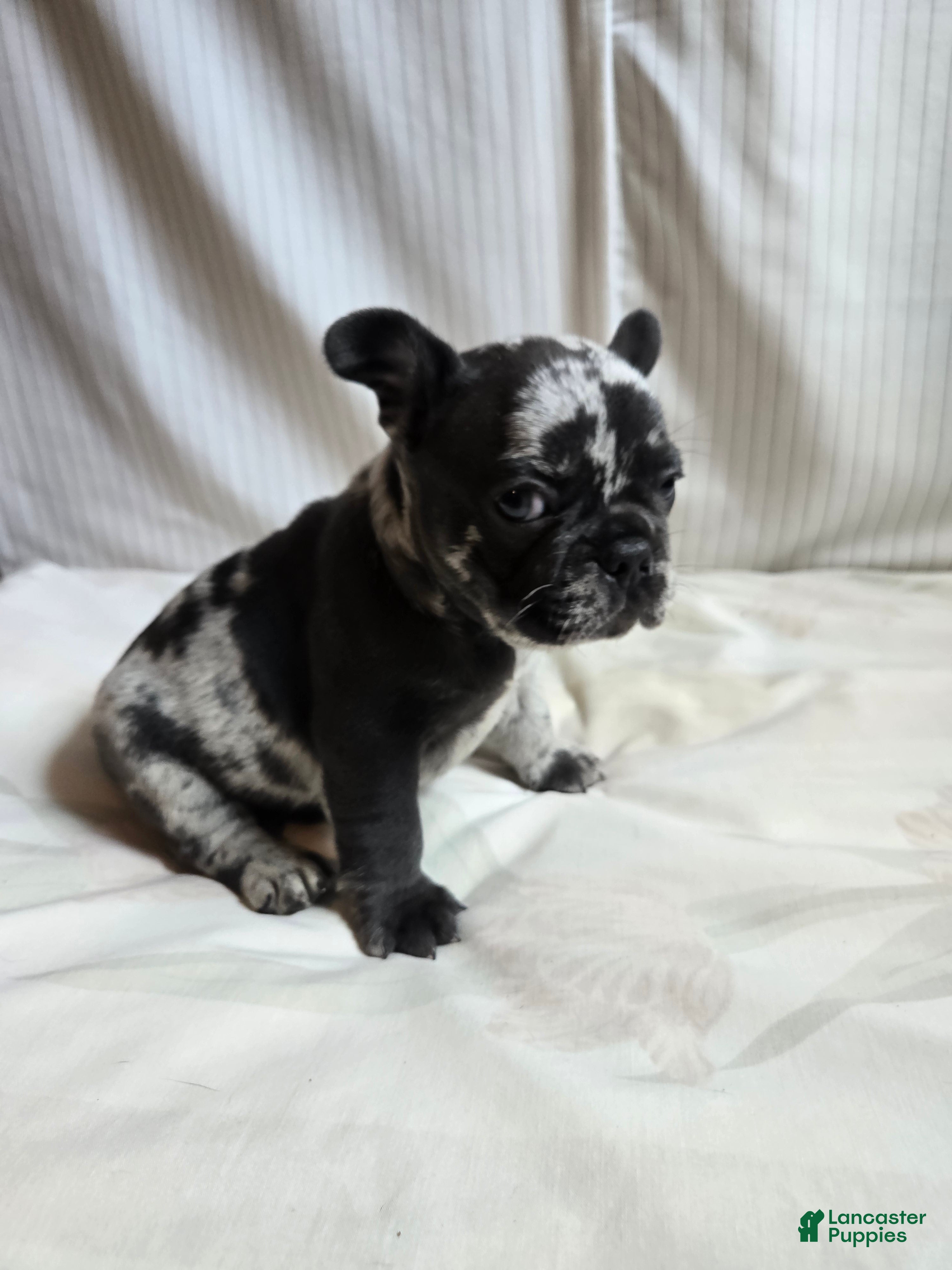 French Bulldog dogs Oslo - Ad 2