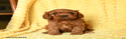 Cavapoo dogs for sale: Snoopy - Ad 3