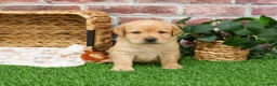 Labrador Retriever dogs for sale: Enzo - Ad 2