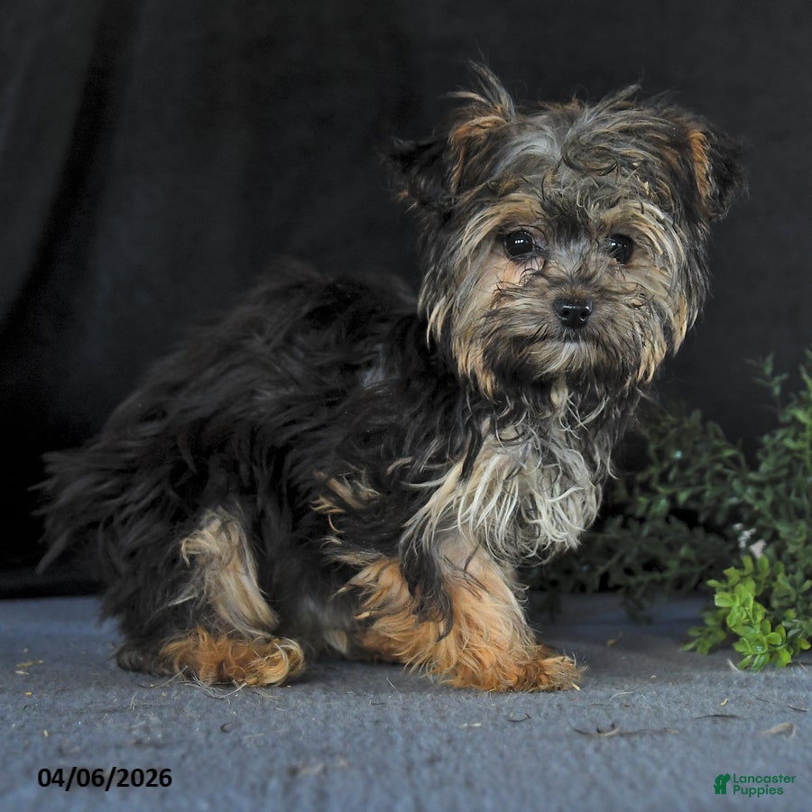 Yochon dogs Amber - Ad 1