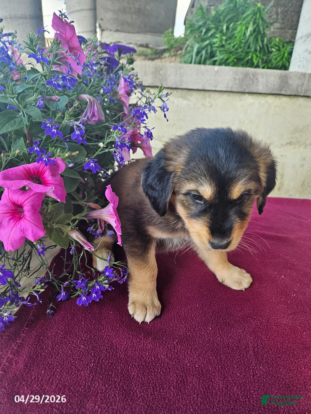 Goberian dogs for sale: Duke - Ad 6