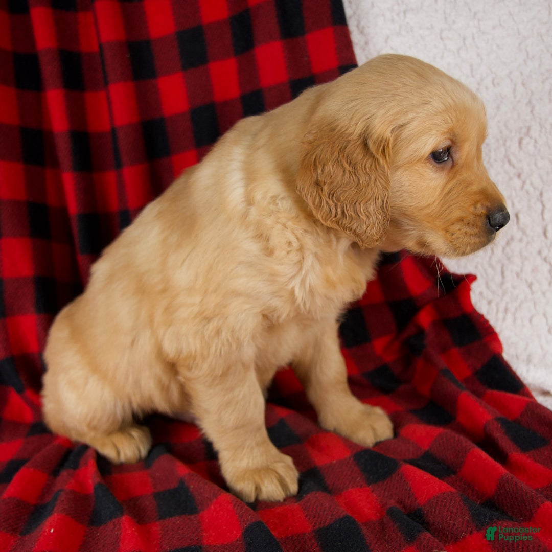 Golden Retriever dogs for sale: Toby - Ad 5