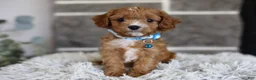 Cavapoo dogs for sale: Beanie - Ad 3