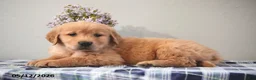 Golden Retriever dogs for sale: Delilah - Ad 3