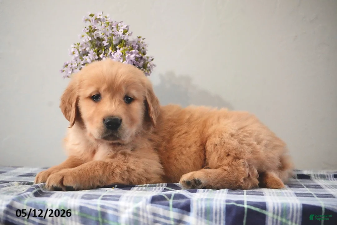 Golden Retriever dogs for sale: Delilah - Ad 3