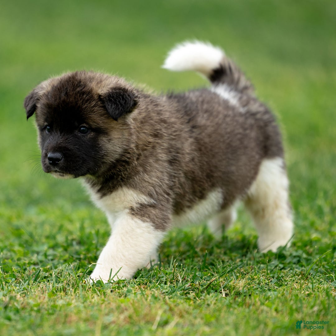 Akita dogs for sale: Pumpkin - Ad 10