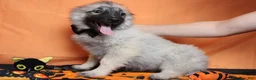 Keeshond dogs for sale: Conner  - Ad 12