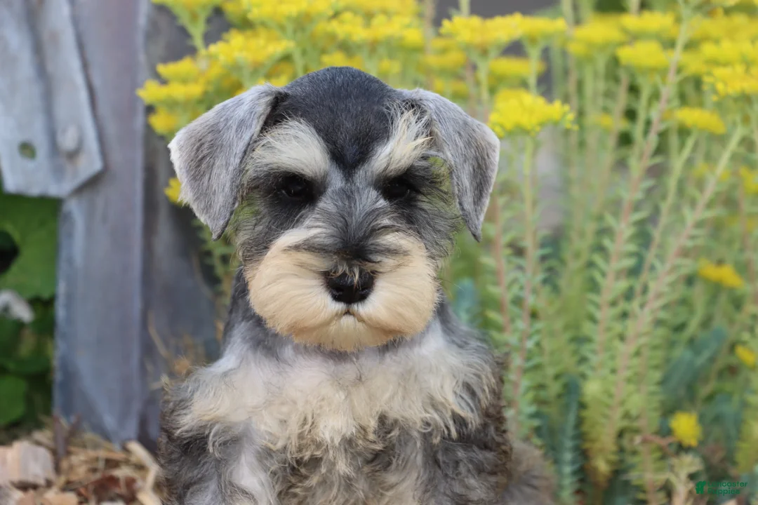 Miniature Schnauzer dogs for sale: Twister - Ad 1