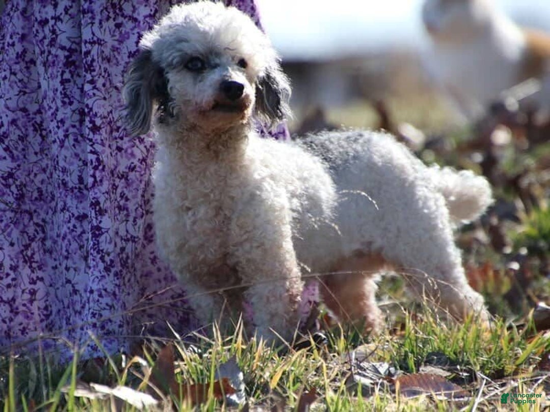 Miniature Poodle dogs for sale: Bandit - Ad 3