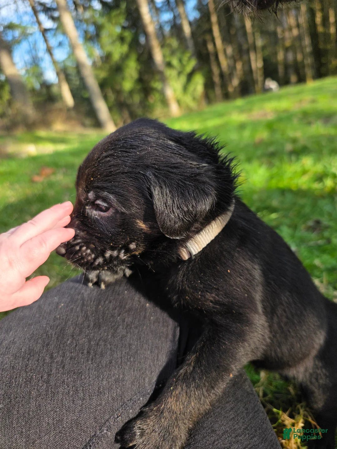 Labradoodle dogs for sale: Lady (gray Collar) - Ad 2
