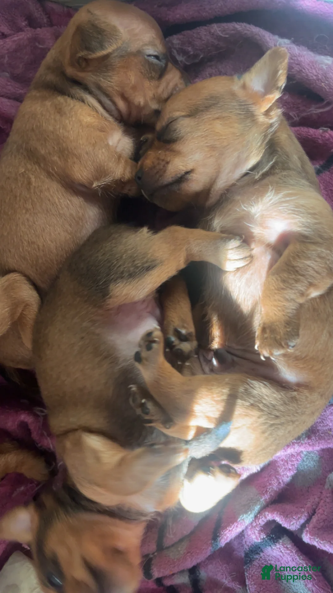Chorkie dogs for sale: Chorkie Puppy 3 - Ad 2