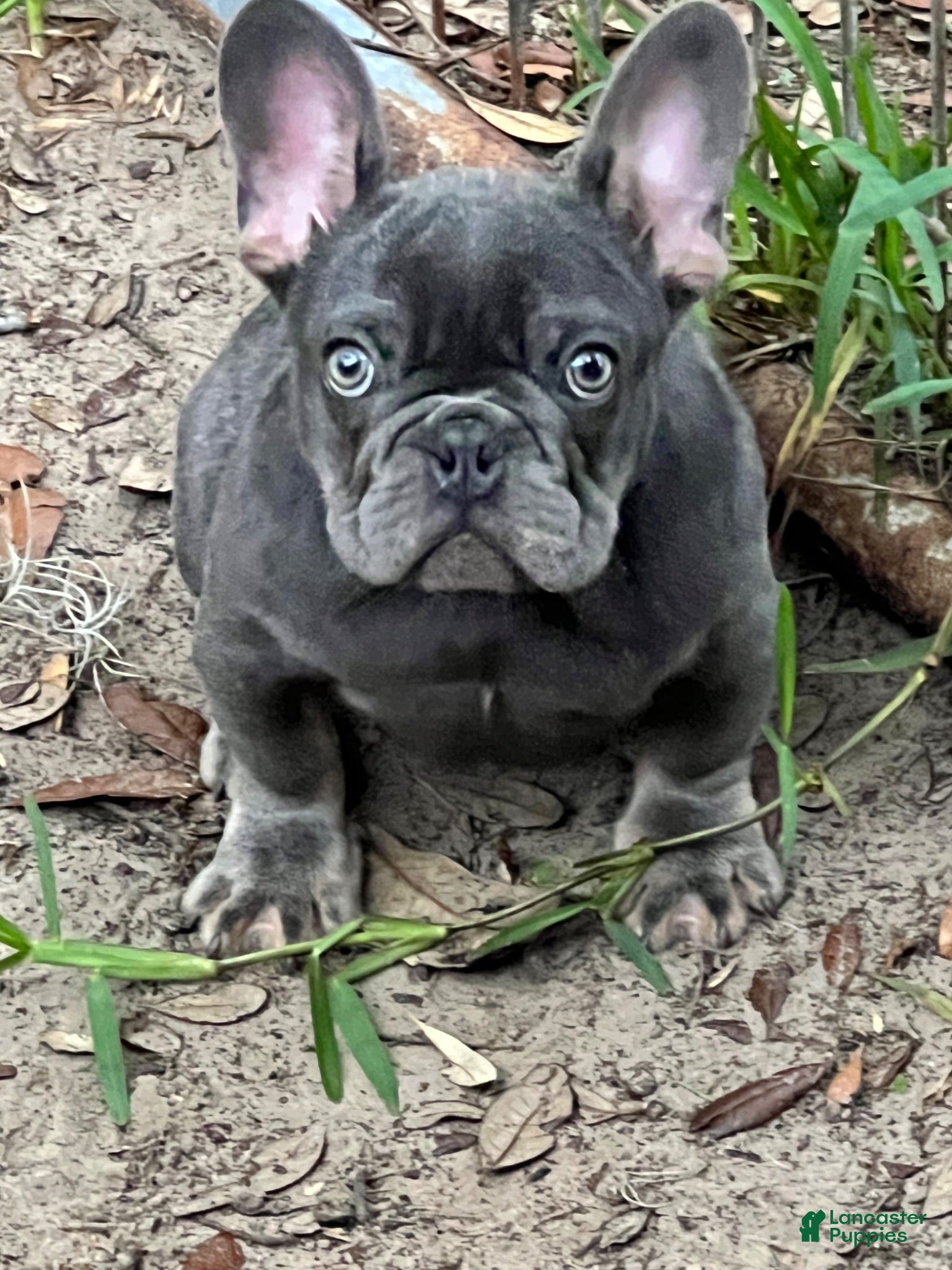 French Bulldog dogs for sale: French Bulldog 1 - Ad 1