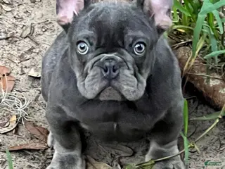 French Bulldog dogs French Bulldog 1 - Ad 41