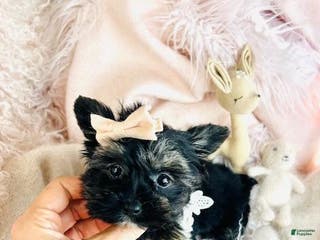 Yorkshire Terrier dogs Yorkshire Terrier Puppy 1 - Ad 19