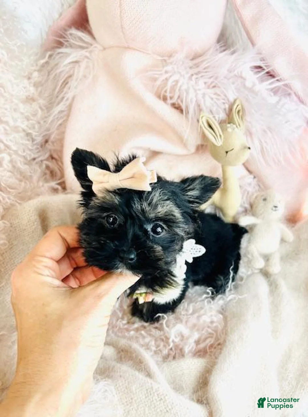 Yorkshire Terrier dogs for sale: Yorkshire Terrier Puppy 1 - Ad 1