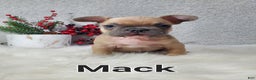 French Bulldog dogs for sale: Mack - Ad 7