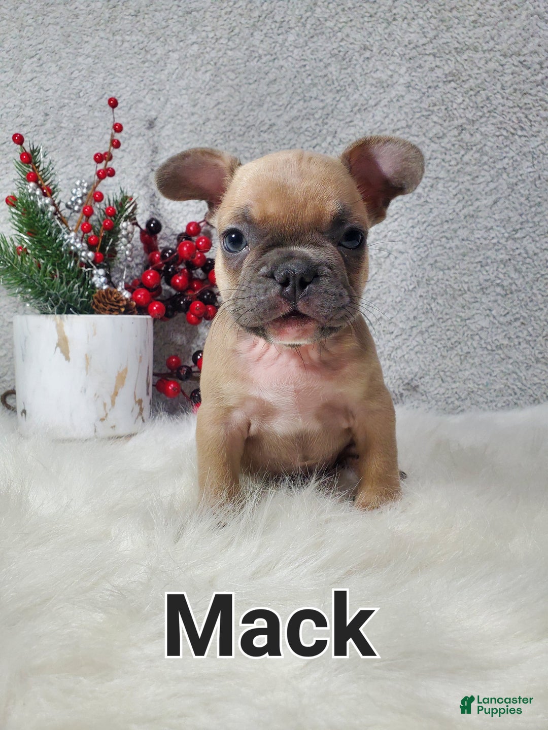 French Bulldog dogs for sale: Mack - Ad 7
