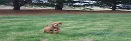 Miniature Poodle dogs for sale: Teddy - House and Crate Trained - Ad 6