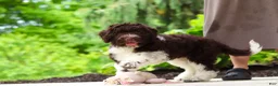 Portuguese Water Dog dogs for sale: Lily - Ad 7