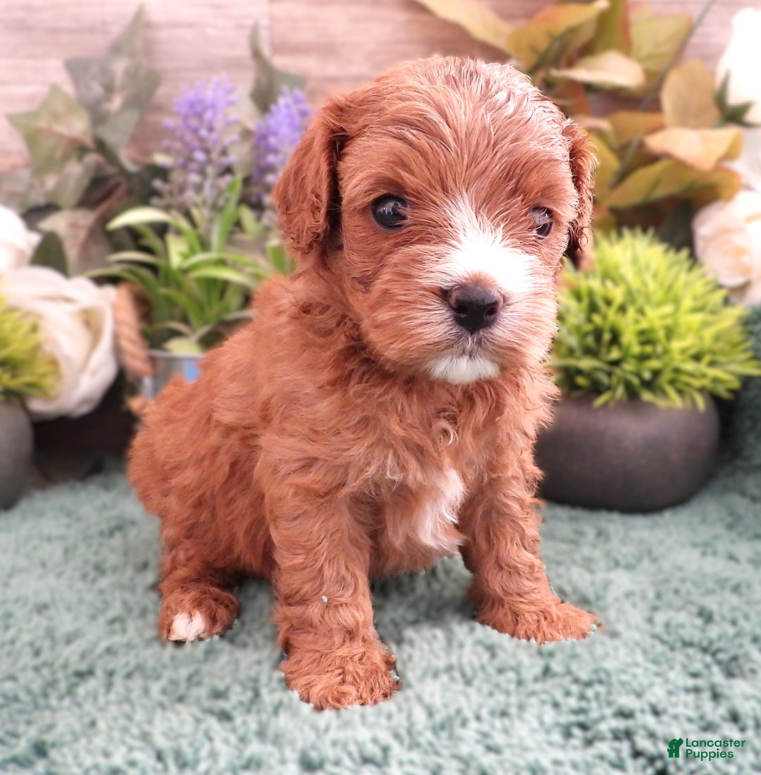 Cavapoo dogs for sale: Cavapoo Female #1 (Autumn's) - Ad 2