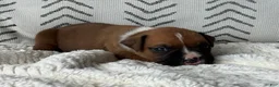 Boxer dogs for sale: Peanut - Ad 2