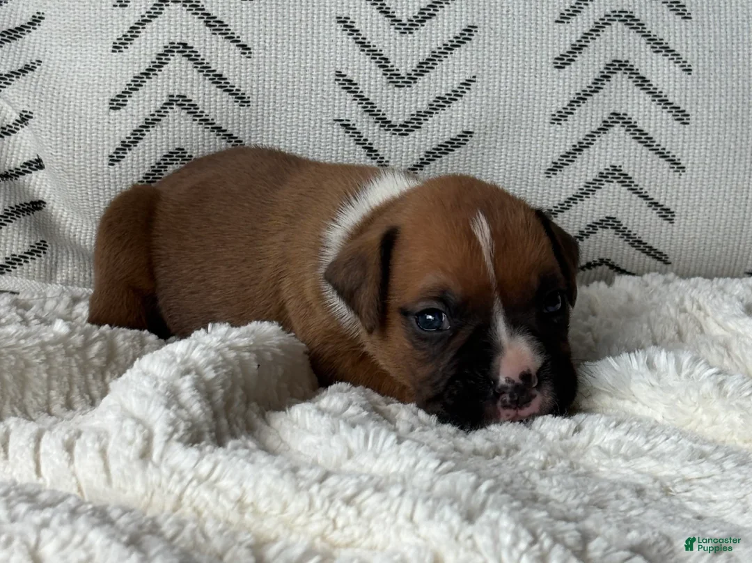 Boxer dogs for sale: Peanut - Ad 2