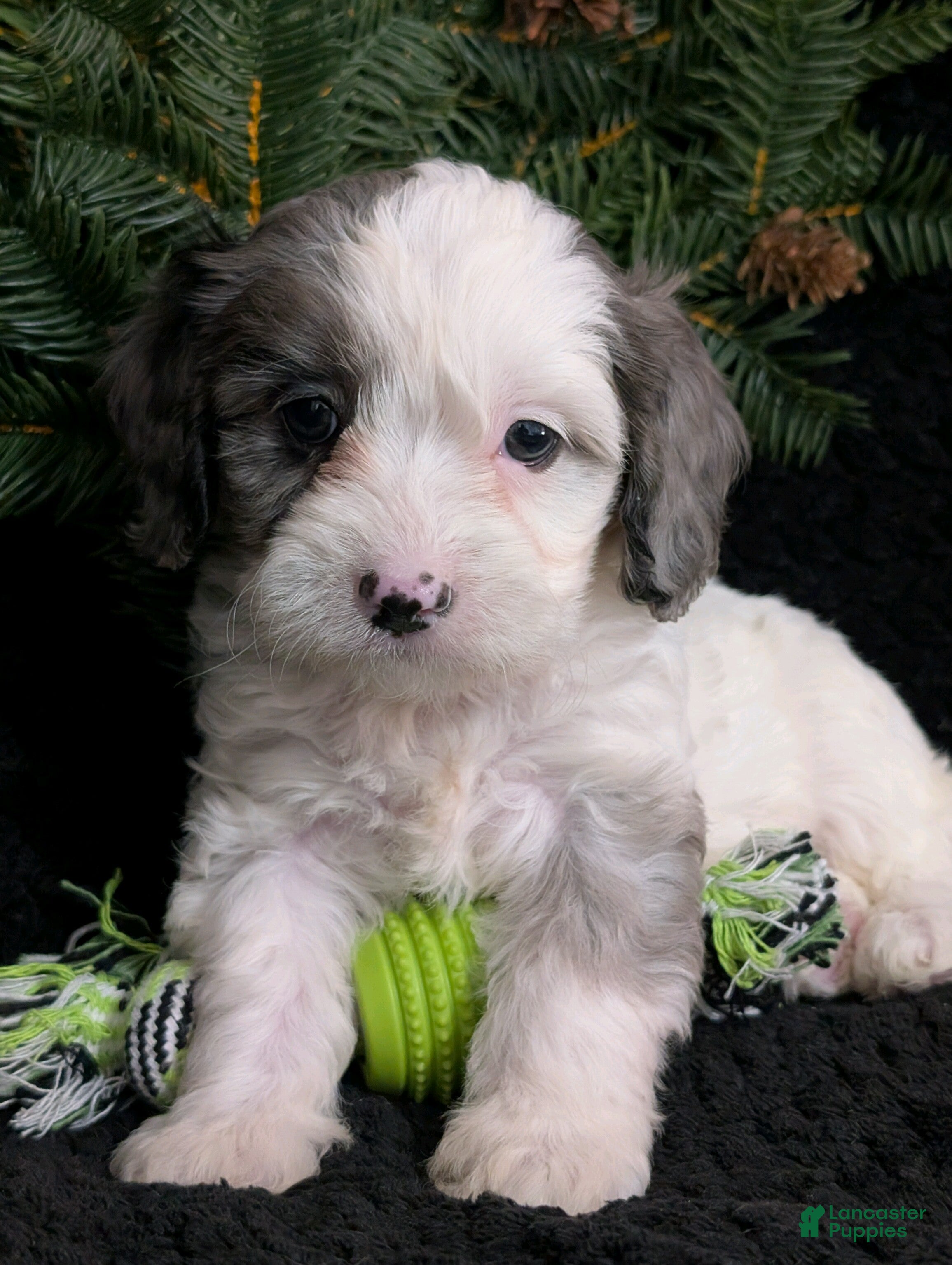 Cavapoo dogs Bingo  - Ad 20