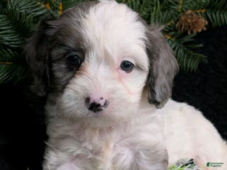 Cavapoo dogs Bingo - Ad 37