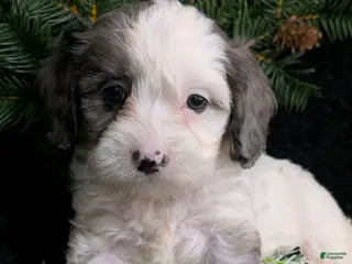 Cavapoo dogs Bingo - Ad 13