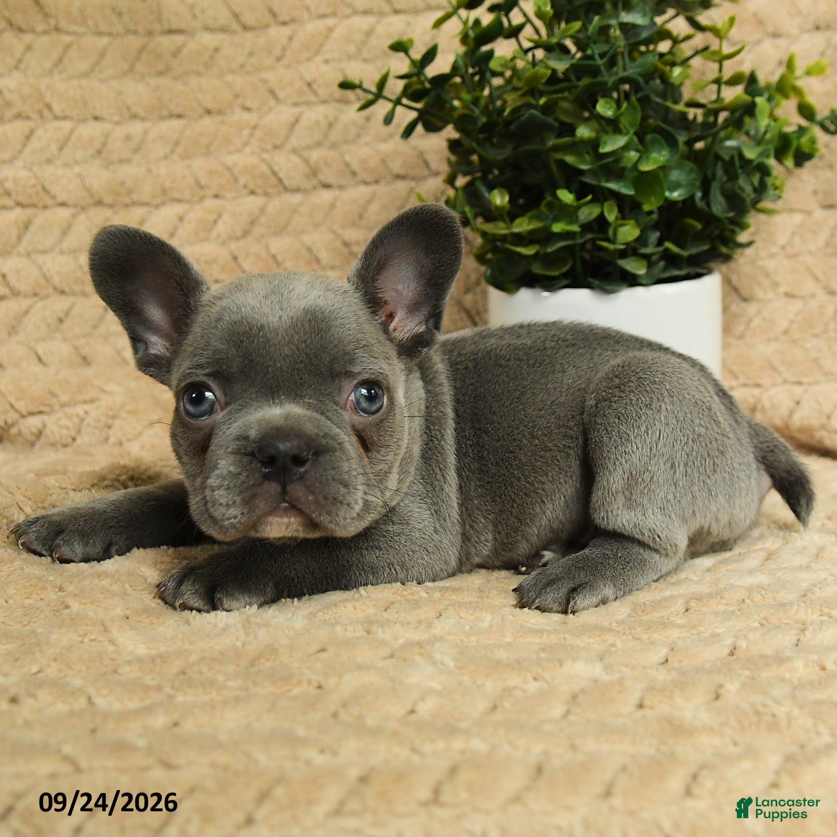 French Bulldog dogs Grayson - Ad 2