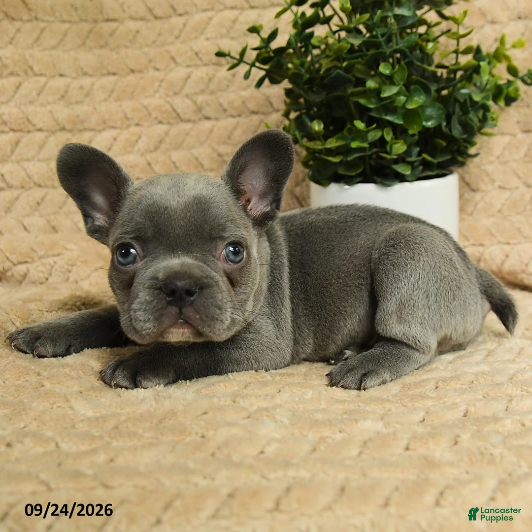 French Bulldog dogs for sale: Grayson - Ad 2