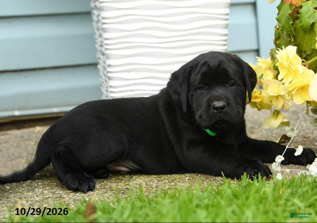 Labrador Retriever dogs for sale: Charlie - Ad 2