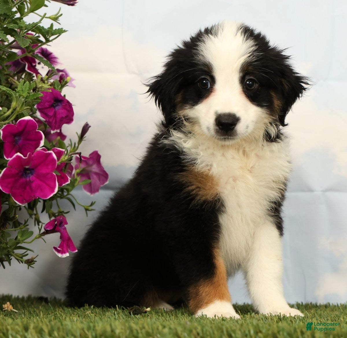 Australian Shepherd dogs Misty - Ad 1
