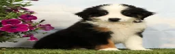 Australian Shepherd dogs for sale: Misty - Ad 1