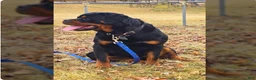 Rottweiler dogs for sale: Rambo  - Ad 7