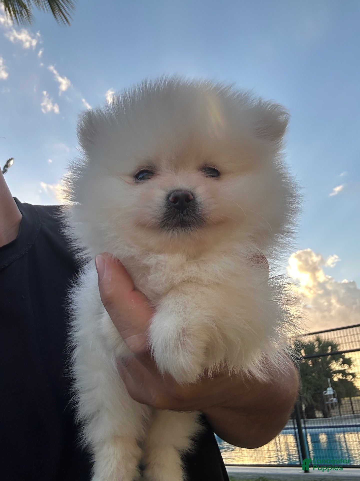 Pomeranian dogs Pomeranian 1 - Ad 2