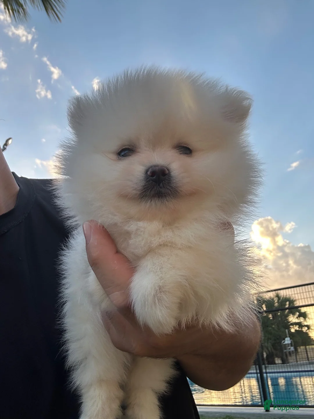 Pomeranian dogs for sale: Pomeranian 1 - Ad 2