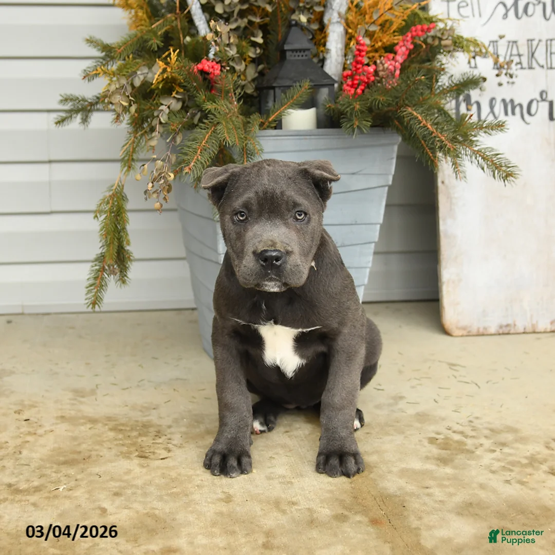 Cane Corso dogs for sale: Bella   - Ad 2