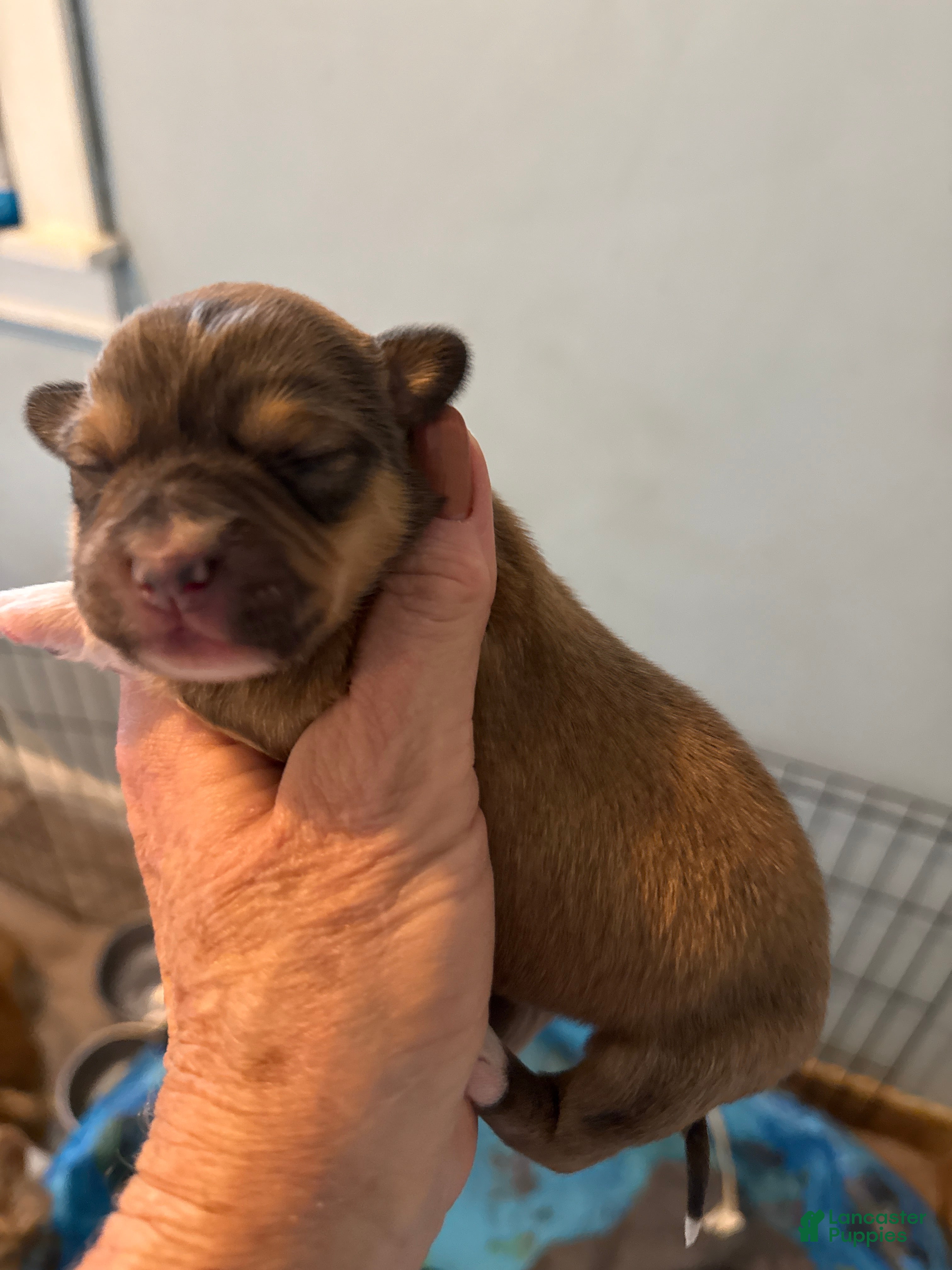 Welsh Corgi Pembroke dogs Welsh Corgi Pembroke Puppy 6 - Ad 22