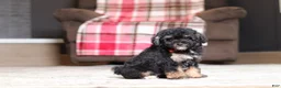 Miniature Poodle dogs for sale: Axel - Ad 6