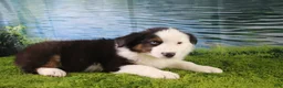 Miniature Australian Shepherd dogs for sale: Ellis - Ad 4