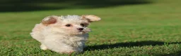 Cavapoo dogs for sale: Casper - Ad 3